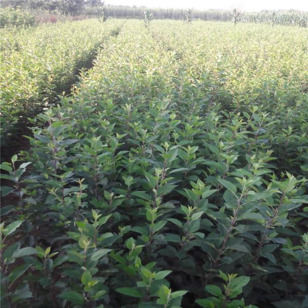 供應西府海棠，批發(fā)西府海棠，西府海棠苗圃