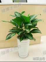 花卉租賃圖片/花卉租賃樣板圖 (4)