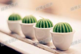 供應(yīng)室內(nèi)綠植租賃室內(nèi)花卉租賃