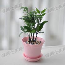 供應(yīng)花卉租賃公司花木租擺公司