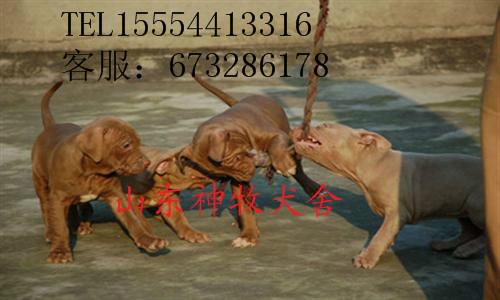 比特犬打架视频图片