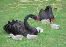 黑天鵝養(yǎng)殖圖片/黑天鵝養(yǎng)殖樣板圖 (3)