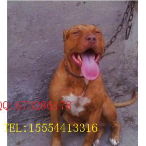 供應(yīng)比特犬幼崽格力犬幼崽