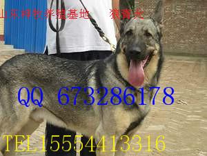 供應(yīng)山東*青犬價格，*青犬養(yǎng)殖，*青犬幼崽