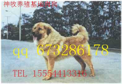 供應(yīng)河南*多少錢，*養(yǎng)殖，*幼崽