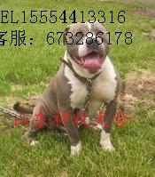 比特犬圖片/比特犬樣板圖 (4)