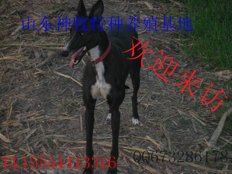 供應(yīng)格力犬夜間獵兔視頻，格力犬獵兔視頻