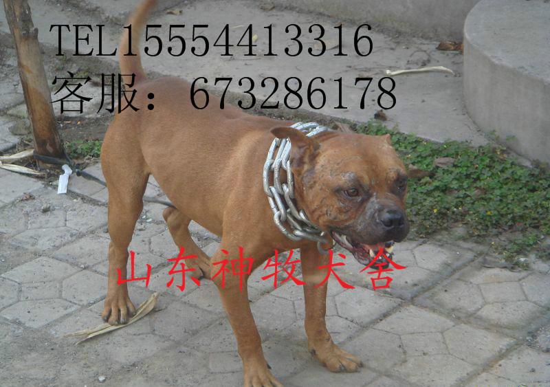 供應(yīng)比特犬打架視頻，比特犬價(jià)格，比特犬幼崽