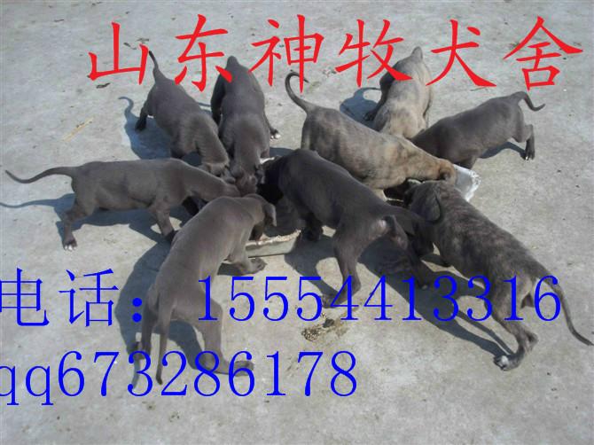 河北格力犬繁殖基地图片