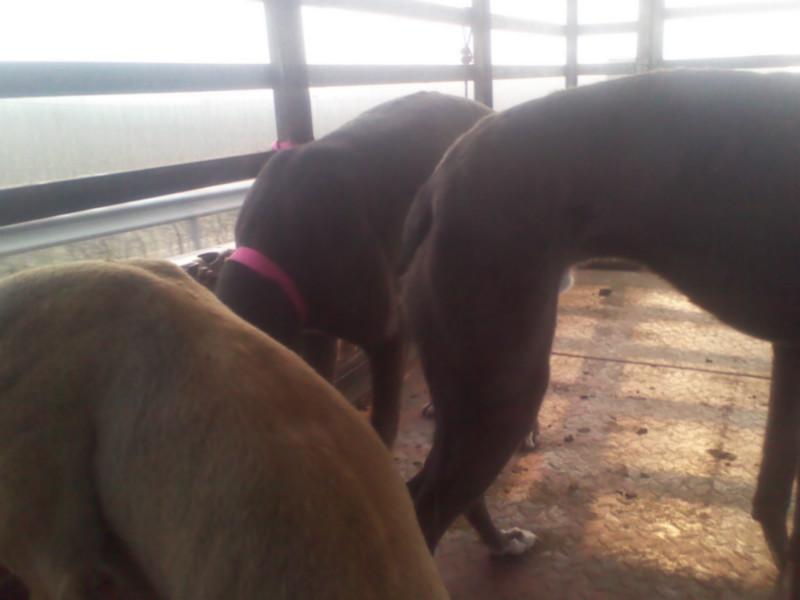 供應湖北格力犬價格，格力犬*價格，格力犬養(yǎng)殖