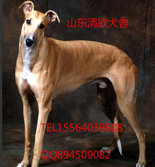 山东灵缇犬价格图片