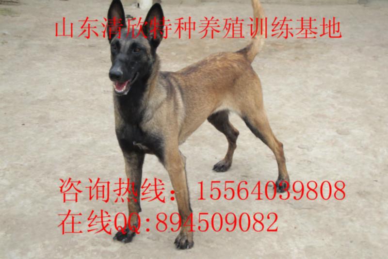 供应纯种比利时马犬售价，专业马犬养殖，幼犬供应