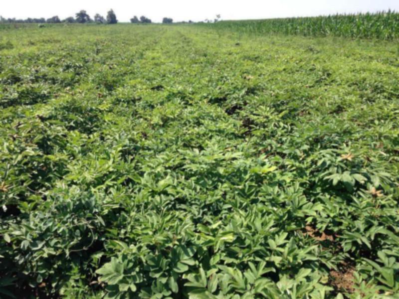 供應(yīng)山東油用牡丹苗，油用牡丹苗批發(fā)，油用牡丹苗價(jià)格