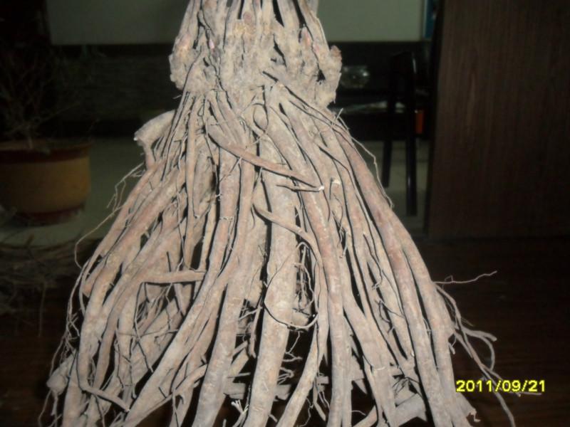 供應(yīng)白芍種子，白芍苗，白芍種植技術(shù)