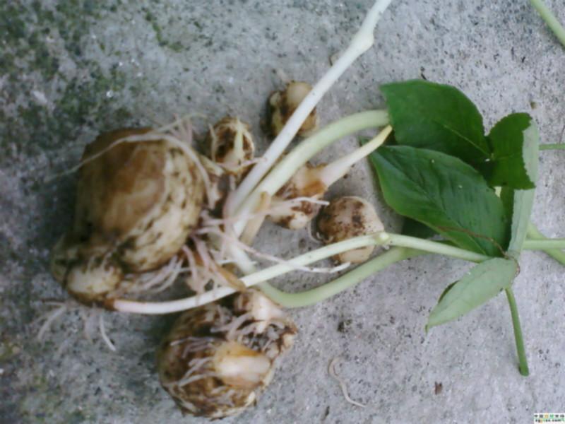 供應(yīng)半夏種苗，半夏種苗生產(chǎn)，半夏種苗價格