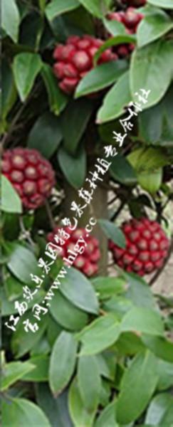 黑老虎種子批發(fā)