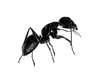 供應(yīng)資陽滅飛螞蟻公司、資陽白蟻防治公司、資陽白蟻防治中心