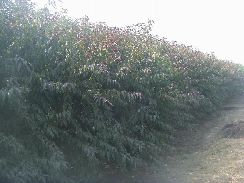 供應大量*分龍柱碧桃丨四公分紅葉碧桃丨山東桃樹苗價格