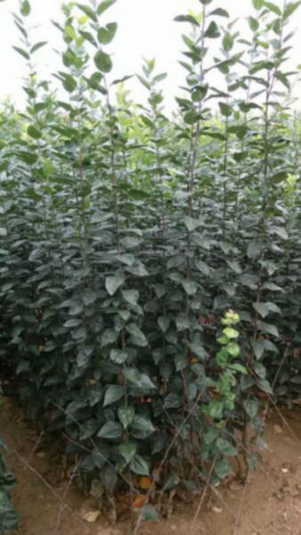 供應(yīng)江蘇西府海棠小苗丨江蘇西府海棠廠家丨江蘇西府海棠小苗價格