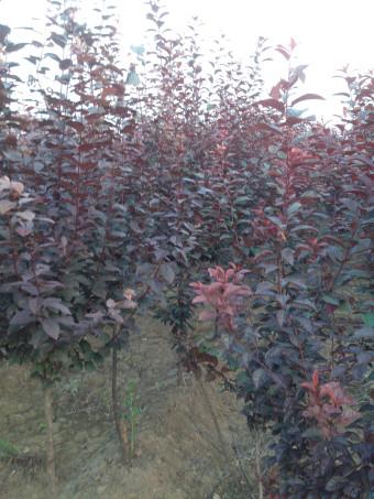 供應(yīng)山東四公分紅葉李丨山東紅葉李小苗丨山東紅葉李廠家