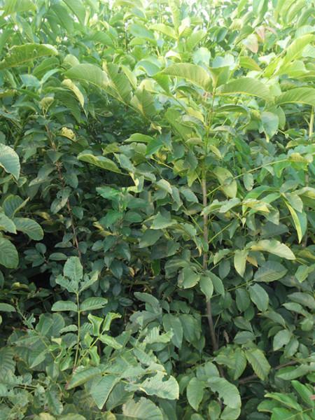 供應(yīng)山東核桃苗批發(fā)丨山東香玲核桃苗廠家丨山東核桃苗供應(yīng)商