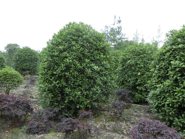 供應(yīng)四川桂花球/桂花球批發(fā)價格/四川成都桂花球供應(yīng)基地