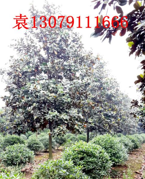 廣玉蘭基地圖片/廣玉蘭基地樣板圖 (2)