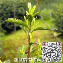 供應(yīng)碧螺春特一級(jí)報(bào)價(jià)_蘇州東山碧螺春特一級(jí)_明前碧螺春特一級(jí)優(yōu)質(zhì)供貨商