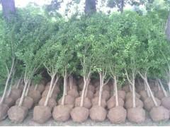 供應(yīng)山東石榴苗