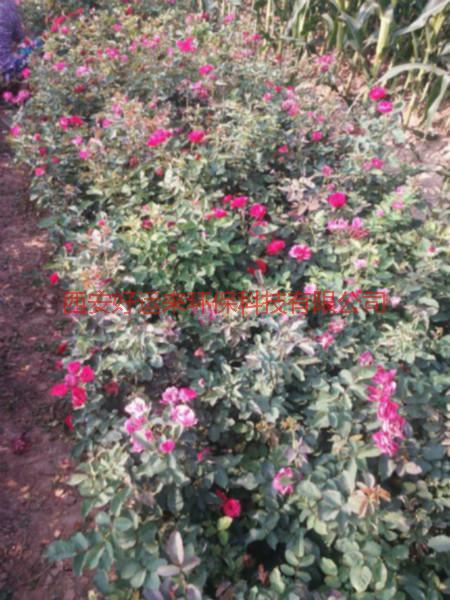 供應周至豐花月季/周至月季花/玫瑰花