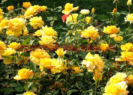 供應(yīng)周至豐花月季供應(yīng)商，周至豐花月季價(jià)格，周至豐花月季批發(fā)