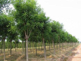 供應(yīng)國(guó)槐，國(guó)槐價(jià)格