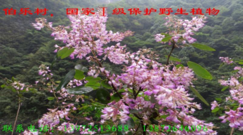 伯樂樹苗圖片/伯樂樹苗樣板圖 (2)