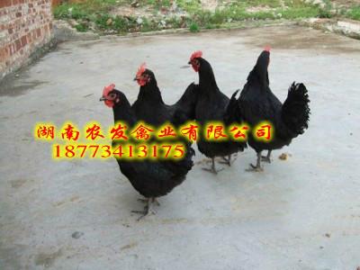 黑鳳土雞苗圖片