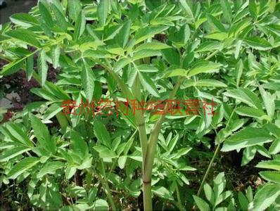 供應前胡種植基地-前胡供應商--前胡價格