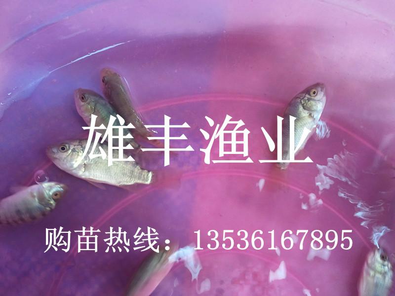 供应罗非鱼苗崇左单性罗非鱼苗批发/淡水白鲳鱼苗水花/埃及塘鲺鱼苗