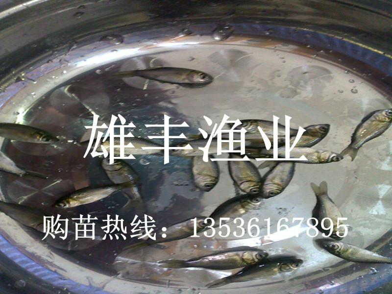陽江優(yōu)良鯽魚苗價格圖片