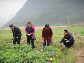 供應秋播馬鈴薯種薯荷蘭15 脫毒土豆種子價格 土豆出口 土豆種子