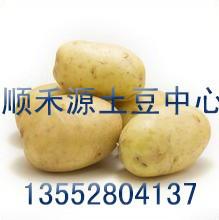 供應(yīng)早大白土豆種子 脫毒馬鈴薯新品種 土豆網(wǎng) 土豆加工型品種