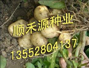 供應(yīng)早大白秋播土豆種子 早熟馬鈴薯種薯價格 鮮食土豆種子價格