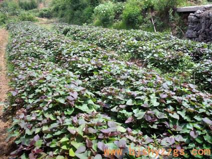 供应红薯种子红薯苗基地北京销售点