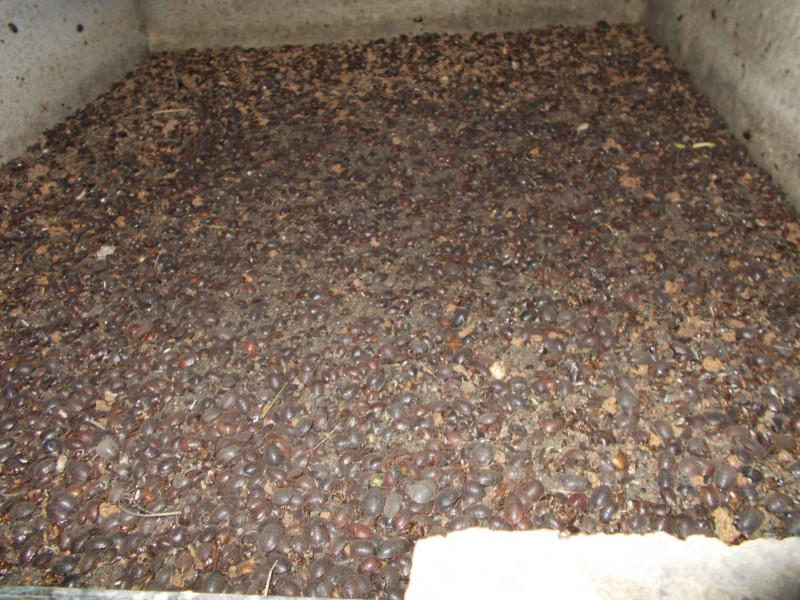 供應(yīng)湖南土元種苗供貨商_湖南土元種苗報(bào)價(jià)_湖南土元種苗價(jià)格