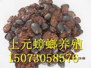 供應(yīng)非洲螻蛄養(yǎng)殖