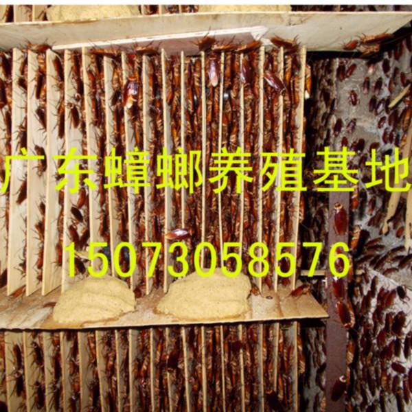 廣州日?qǐng)?bào)蟑螂養(yǎng)殖，深圳DV生活頻道蟑螂養(yǎng)殖致富