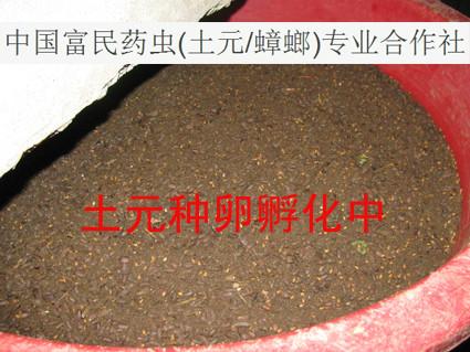 供應(yīng)湖南土元養(yǎng)殖價格_湖南土元養(yǎng)殖供貨商_湖南土元養(yǎng)殖技術(shù)視頻