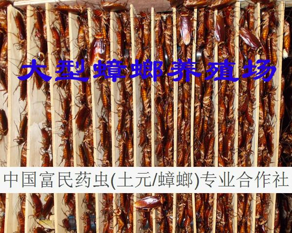 供應(yīng)蟑螂卵/蟑螂卵塊