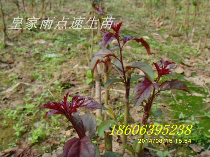 供應*雨點海棠苗木，*雨點介紹,*雨點海棠種植技術