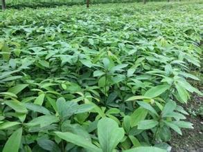 供應(yīng)雅安楨楠苗/四川楨楠苗/四川成都楨楠樹苗基地