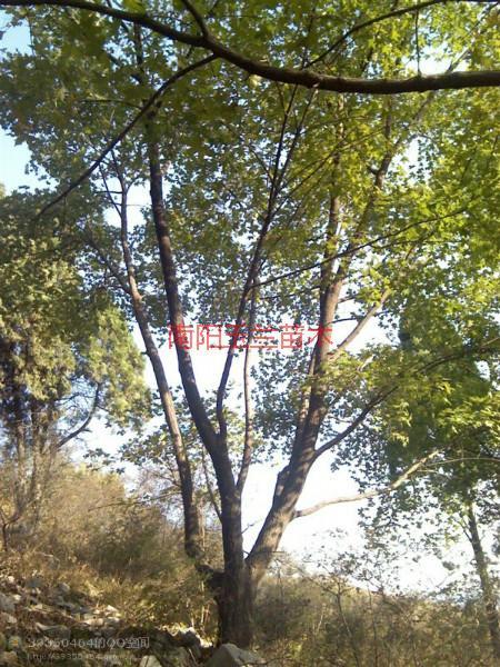 供應(yīng)河南五角楓