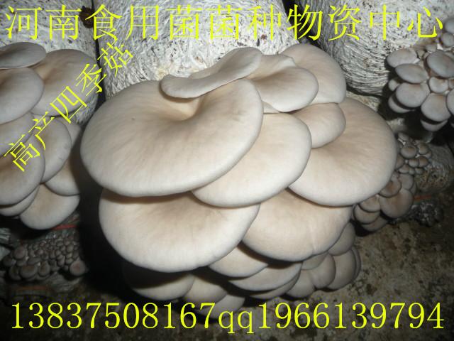 食用菌平菇菌種四季菇一級(jí)母種圖片